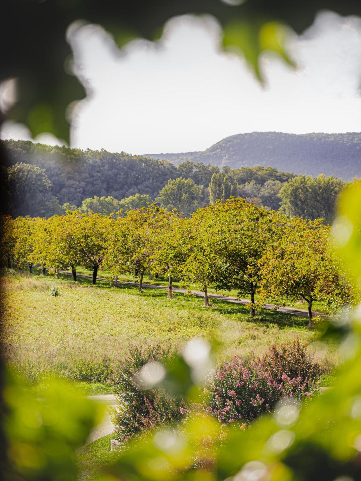Chateau La Gineste - Castle And Vineyard Duravel Buitenkant foto
