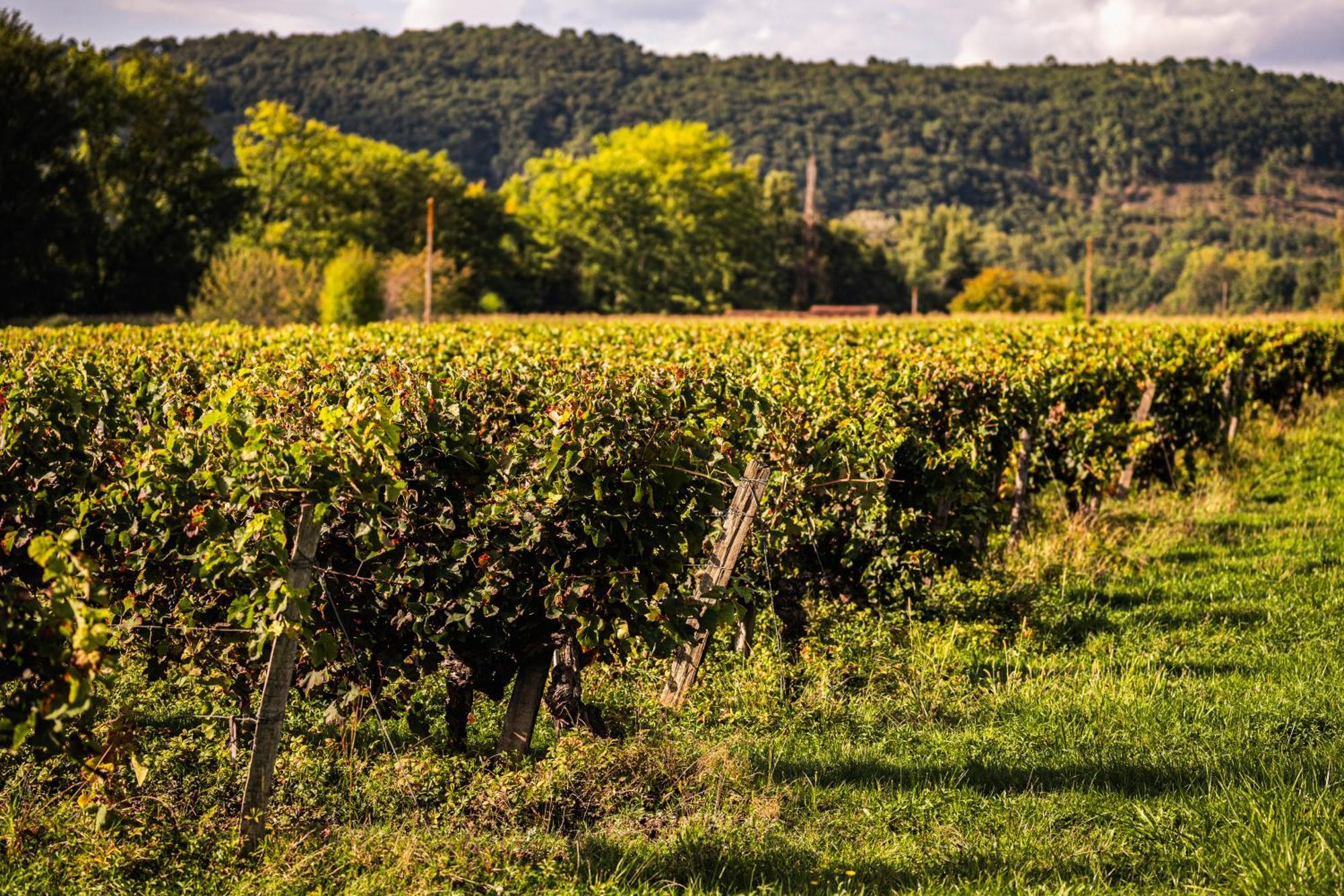 Chateau La Gineste - Castle And Vineyard Duravel Buitenkant foto